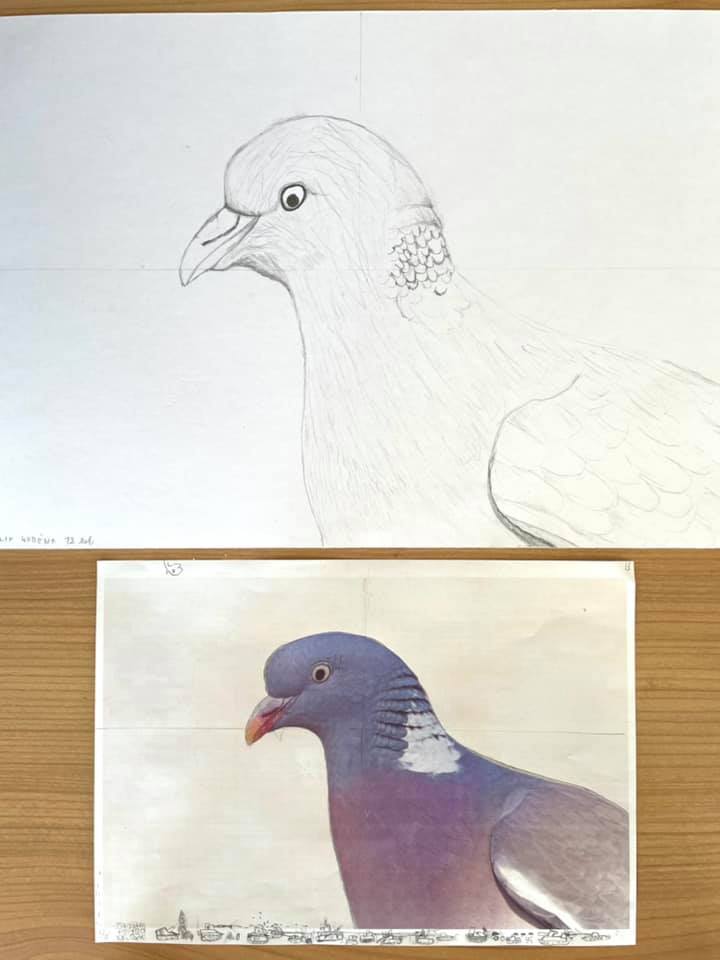 Kresba ptáků dle předlohy - žáci 10-13 let